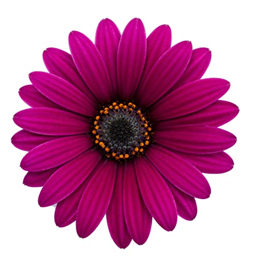 Dimorfoteca Flor Púrpura | Planta Natural | Maceta 15cm | Margarita de Exterior