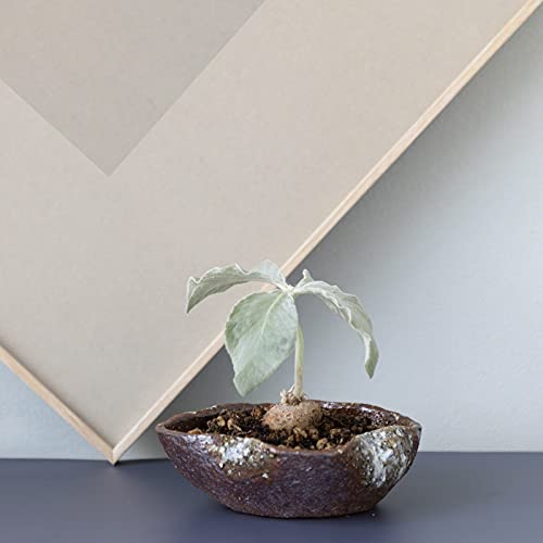 Wazakura-Shigaraki-Series-Handmade-Leaf-Shaped-Ceramic-Bonsai-Pot-with-Drainage-Hole-59-in-150-mm-Made-in-Japan-Garden-Training-Container-Flower-Planter-Succulent-Bowl-Red-Brown Wazakura Shigaraki Series Handmade Leaf Shaped Ceramic Bonsai Pot with Drainage Hole 59 in 150 mm Made in Japan Garden Training Container Flower Planter Succulent Bowl Red Brown