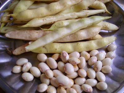DNR AGENCIES Butter beans,double beans,lima beans vegetable seeds (B08BX118SM) Amazon Price History, Amazon Price Tracker
