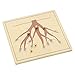 Elite Montessori Root Puzzle