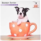 Boston Terrier 18 Month 2016 Wall Calendar