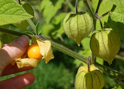 Cape Gooseberry Tomatillo Seeds, Ground Cherry, 250 Seeds #TOP3