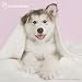 Rachael Hale Dogs Wall Calendar (2017)