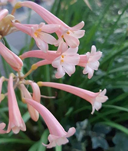 Radha Krishna Agriculture Imported Ifafa Lily flower bulbs Rare Variety for your home and garden Pack of 1 (Pink) (B0BHHP22RC) Amazon Price History, Amazon Price Tracker