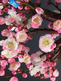 Amazon.co.jp: 盆栽 梅 花芽付き！内裏梅（一重、八重咲き、ピンク花