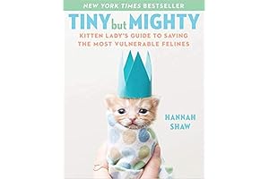 Tiny but Mighty Kitten Lady: A Comprehensive Guide to Saving the Most Vulnerable Felines