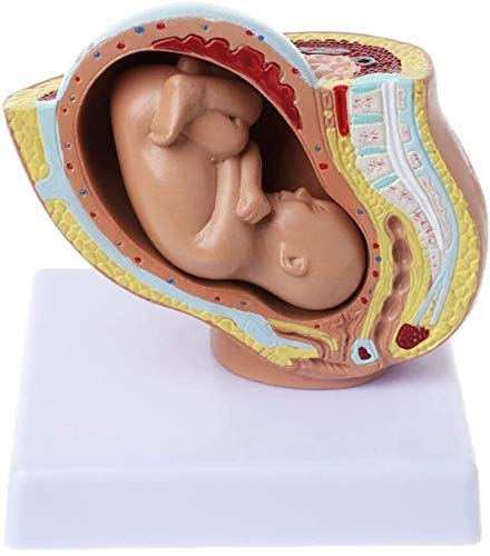 HHJJ Development Medical Model Embryonic Pelvic Model Baby Fetus Foetus Pregnancy Human Pregnancy Fe