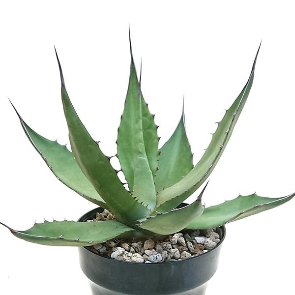 Amazon｜現品発送 アガベ サルミアーナ クラッシスピナ リュウゼツラン