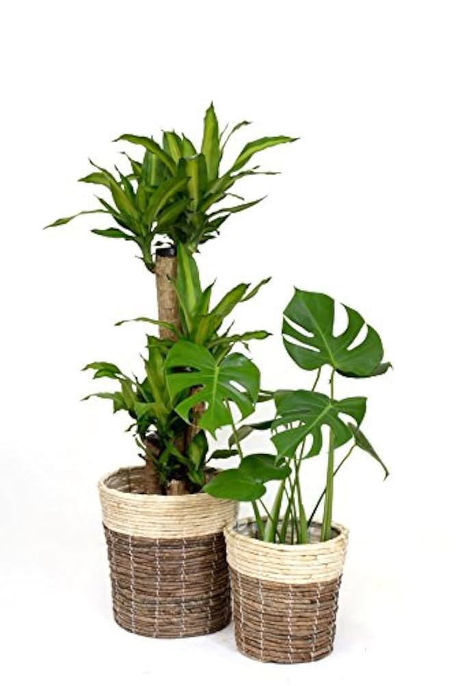 週末特価！5鉢価格！幸福の木　アレカヤシ　モンステラ　苗　苗木　観葉植物 大特価！5鉢価格！幸福の木 アレカヤシ モンステラ ポトス 苗