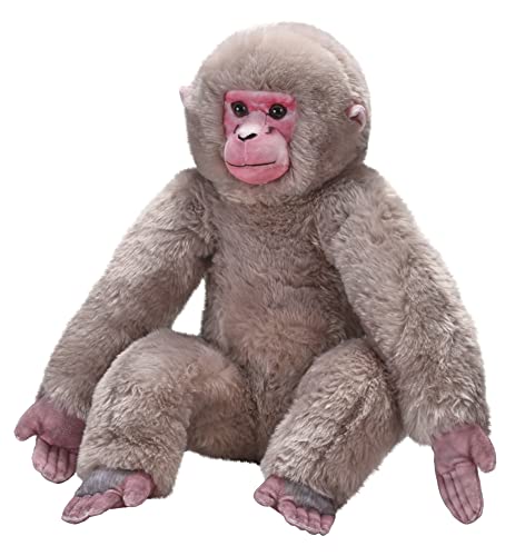 How long are macaque monkeys pregnant