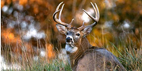 Personalized License Plate - Deer in Woods Graphic Couple or Single Name Design