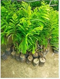 Cloud Farm "Thai Red Amla "Grafted hybrid - 1 Healthy Live Super Yielding Early Fruting Thai Red Amla Fruit Plant 1-1.5 Ft Height in Nursery Grow Bag for Home Garden CF_2019 (B0C3C9RQR1) Amazon Price History, Amazon Price Tracker
