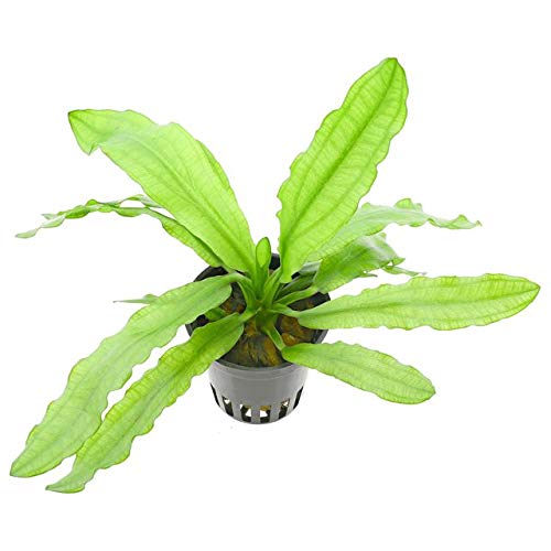 Ruffled Amazon Sword/Echinodorus Martii/Major - Live Aquarium Plant