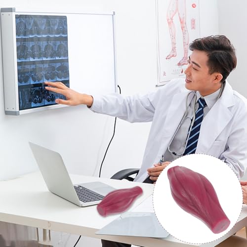 Modelo anatómico de músculo Tofficu para mejorar el aprendizaje visual en fitness 6