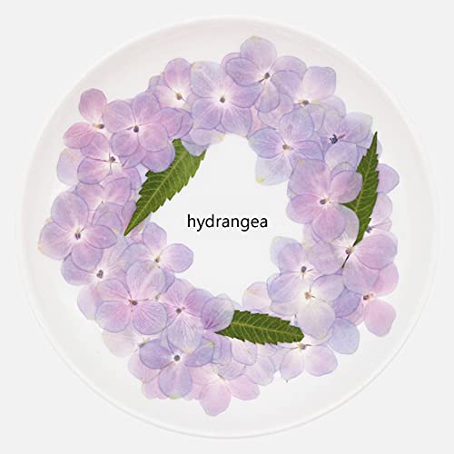Exasinine 60 Stück getrocknete Hortensienblütenblätter, Natürliche Blütenblätter, DIY Handwerk, Fotorahmen, Aufkleber, Nagelkunst, Duftkerzen, handgemachte Seife, Lila, Trockenblumen, Hydrangea