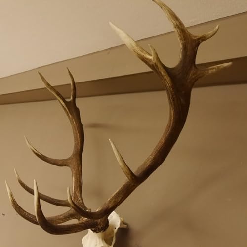 GTK - Geweihe & Trophäen KRUMHOLZ Rothirsch ungerader 16 Ender Geweih Breite 138 cm Hirschgeweih Hirsch 70.857