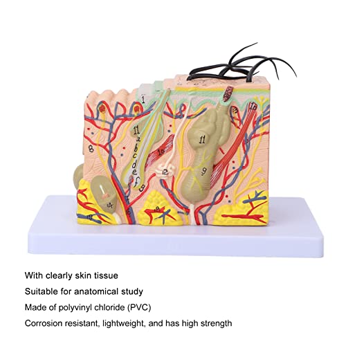 Image of Anatomical Skin Model, 35X Magnified Skin Layer Structure Model with Hair 3D Teaching Tool PVC Material for Anatomy Study and Learning