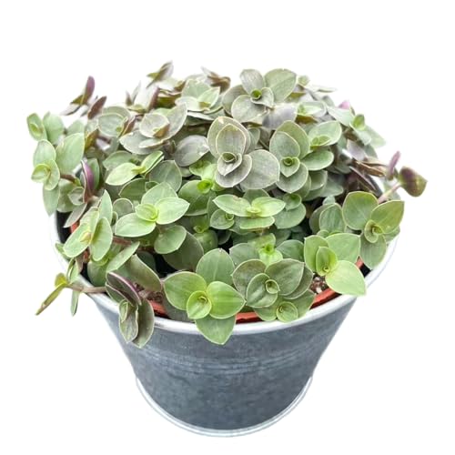 Live Succulent Plants Turtle Vine (4 inch), with Matte Metal Pot, Easy Care Houseplant, Unique Gifts, Home Office Décor