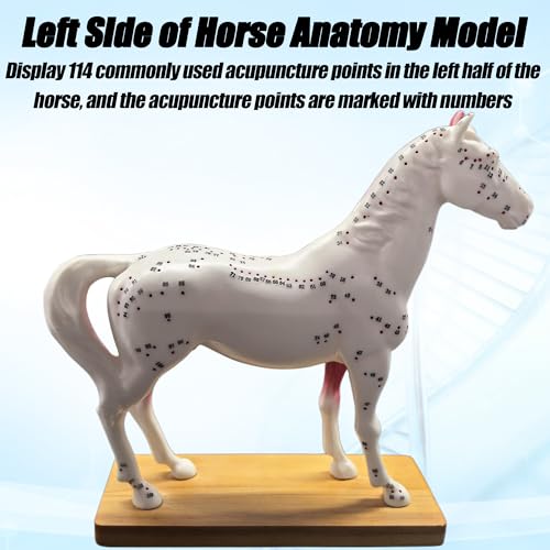 Modèle acupuncture de cheval 114 points AMITD pour localiser les organes - 5