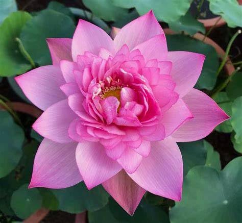 Image of Very Beautiful All Season Pink Water Lotus(Pack Of-2) /Water Kamal /Water Lily Plant (TUBER) Original Hybrid Veriety Blloming With In 30 Days For Outdoor & Indoor Live Plant.