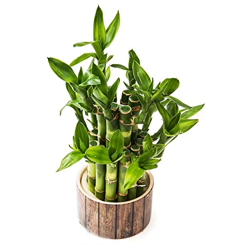 Comprar bambú de la suerte sostenibles bambú de la suerte oficina hoja otoño, resistentes interior en bancal elevado mini jardín 60semillas