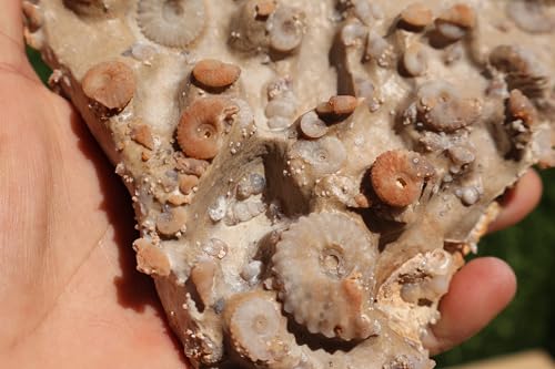 Image of Ammonites & Gastropods Plate Cretaceous Fossils Fossils from Morocco Fossil Rock ammonites Fossil from Morocco A117
