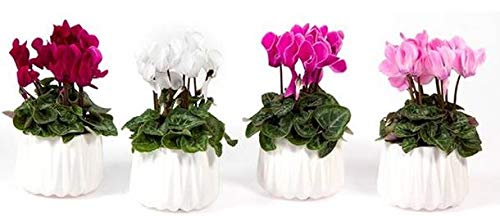 POWERS TO FLOWERS - CICLAMINO NANO SET 4 PIANTE IN VASO CERAMICA BIANCO, piante vere