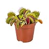 Dionaea Muscipula – Vleesetende plant – Onderhoudsvriendelijk – ⌀6 cm – 05-10 cm