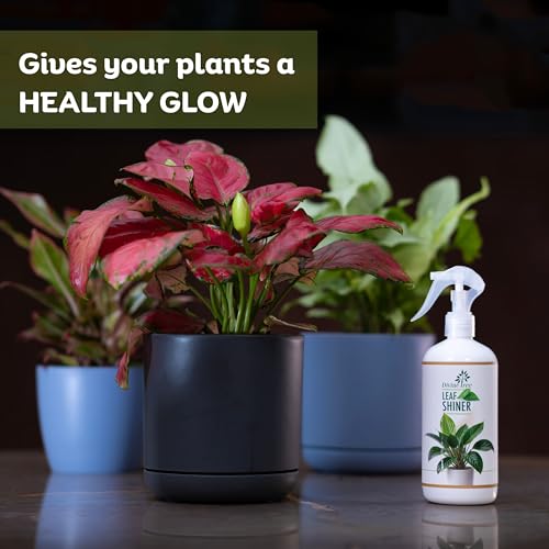 Image of DIVINE TREE Leaf Shiner Spray for Indoor & Outdoor Plants 500ml | Natural Leaf Shine & Cleaner | Ready-to-Use Non-Toxic, Eco-Friendly Foliar Formula for Glossy Green Leaves & Healthy Plant Care
