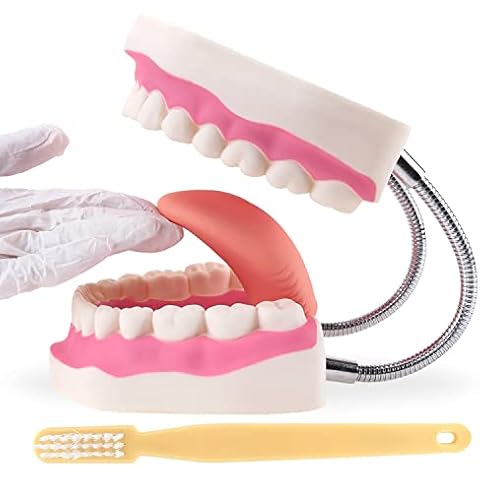 Dental Mouth Model, 6 Times Enlarge Anatomical Mouth Teaching Model, Includes a Giant Toothbrush Cover