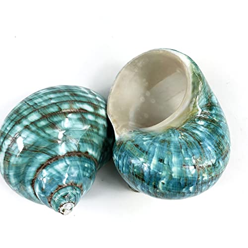 Image of Heyiwell 2PC Large Jade Green Turbo Shell,Hermit Crab Shell &Turbo Shells Hermit Crab Supplies for Decor 2.5 inch~ 3.5 inch Inch