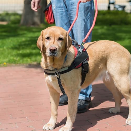 Maxqzin Sicherheitsclip für Hundeleine, Hundegeschirr Anschnallgurt Hund Auto 18 cm Schwarz Hundeanschnaller für Auto Doppelendiger Kurze Hundeleine mit Metallring für Hundewelpen Lauftraining