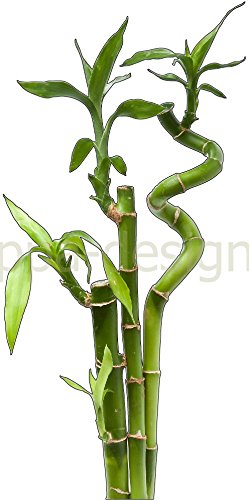 PPA DESIGN Sticker Autocollant Mural Nature Bambou - SAD1023 (Hauteur 30cm)