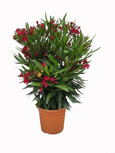 Pianta Oleandro, Nerium Oleander, Piante a cespuglio, Piante da siepe per esterno diametro vaso 22 cm fiori colori casualii