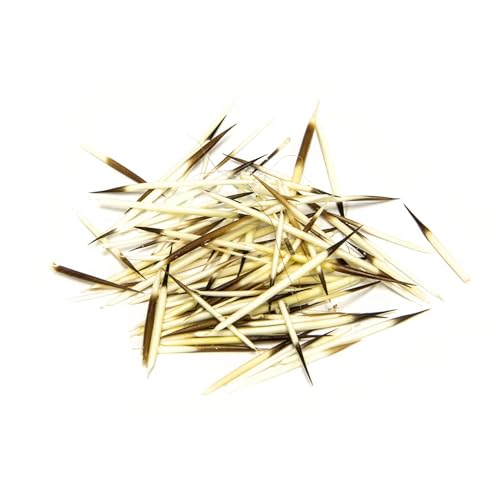 Bag of American Porcupine Quills (Approx. 30 Quills) (Real)