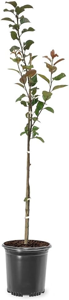 Generic Robinson Crabapple Tree, Pink Flowering, Deciduous, Self Pollinator, Cold Hardy (1 gal. 2-3 ft Tall)(Due to Agricultural Laws, we Cannot Ship to CA, AZ, AK, or HI)