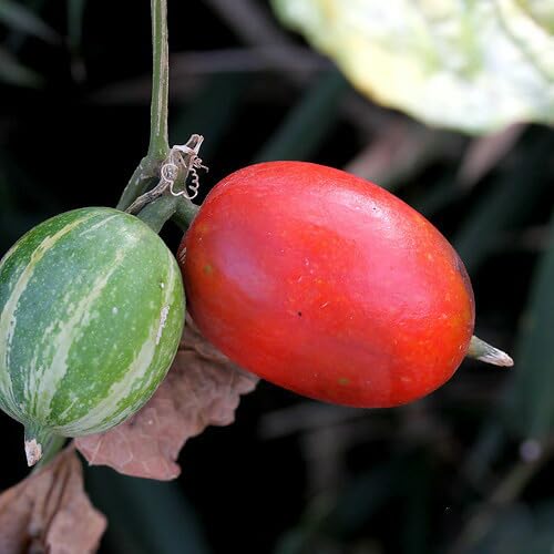 Amazon.co.jp: 【charm】（山野草）カラスウリ（烏瓜）実生苗 2．5