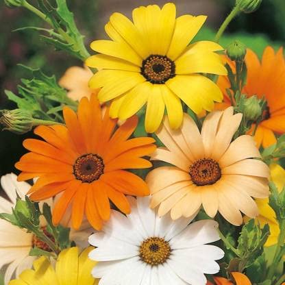 Dimorphotheca| Flower seeds | 100% Germinetion |50 Seeds Each in 2 Packet |By UDANTA® (B09LYYK6VZ) Amazon Price History, Amazon Price Tracker