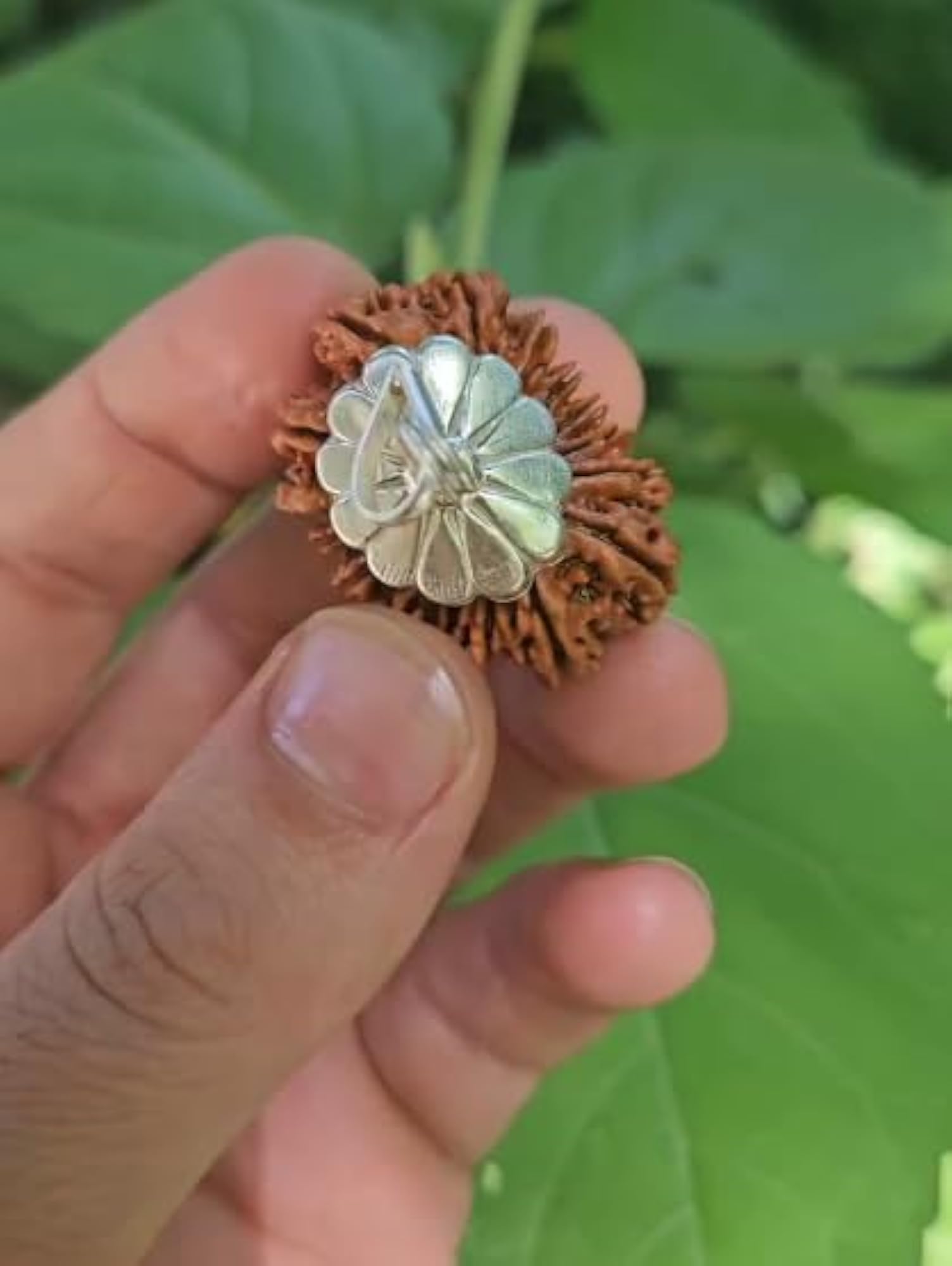 16 Mukhi Rudraksha Original Certified with Silver Capping