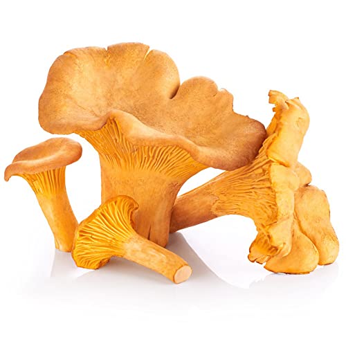 Pilze Samen Kaufen Pfifferlingsamen Mushroom Pilzsamen Pfifferlinge Selber ZüChten Pilze ZüChten WintergemüSe Samen WintergemüSe Seltene Pflanzen Pflanzen Balkon Bio Samen 50 StüCke – Bild 3