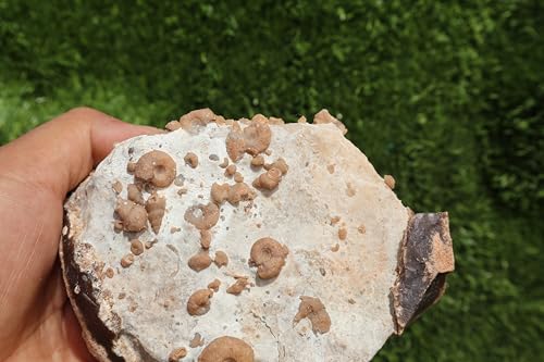 Image of Douvilleiceras & Gastropods Plate Cretaceous Fossils Fossils from Morocco Fossil Rock Ammonites Fossil A202