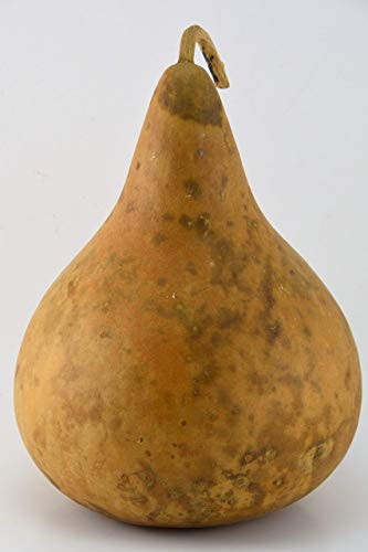 Gourd, Purple Martin, Dried and Ready for Crafting
