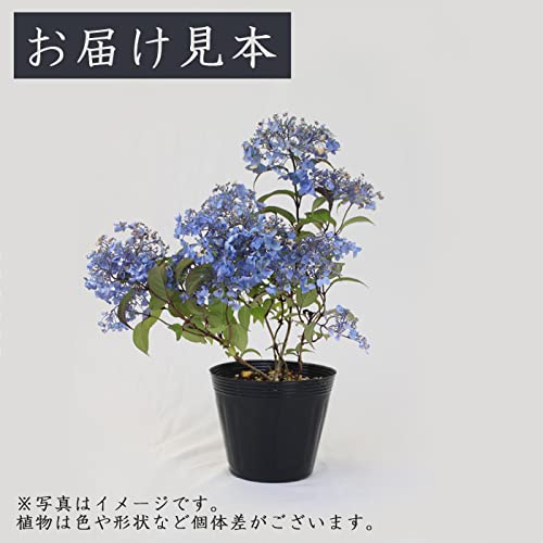 Amazon.co.jp: ヤマアジサイ 坊ヶ鶴てまり(ぼうがつるてまり) 山野草