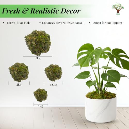 Natural Dried Moss Grass Preserved for Pots and Moss Grass for Bonsai with The Nice Green Appearance for Home and Garden - 1 KG