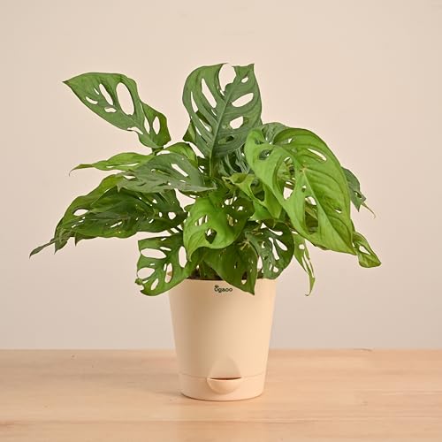 Ugaoo Philodendron Broken Heart Indoor Plant - Monstera Adansonii Krish Self Watering Pot (Ivory, Medium)