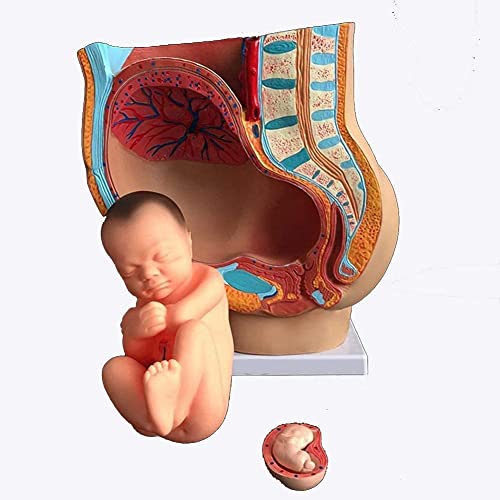Image of ISKO Study Model Human Female Pelvis Section Pregnancy Anatomical Model Anatomy Model Pregnancy Pelvis Female Pelvis Model Fetus