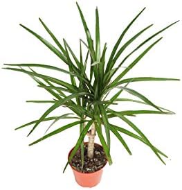 Dracaena Marginata Cane -4'' from California Tropicals