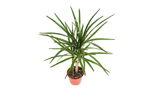 Dracaena Marginata Cane -4 from California Tropicals