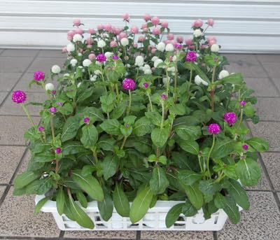 千紅の苗10ポットセットです。