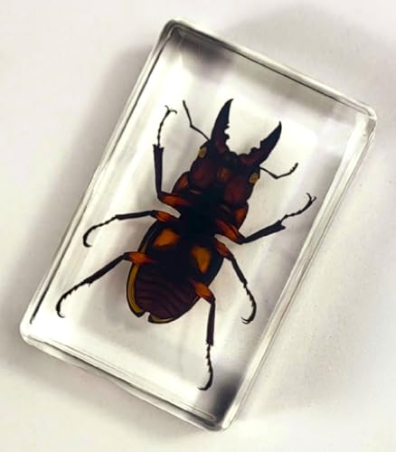 Image of 44mm Real Golden Black Stag Beetle in Crystal Clear Lucite Resin Specimen Preserved Insect Bugs Taxidermy Crafts Collection for Biology Science Education & Desk Ornament Display Supplies Paperweight